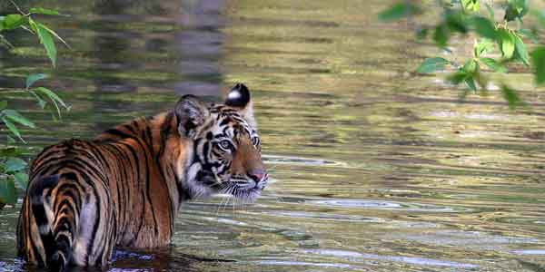 Bandhavgarh Holiday Vacation tour