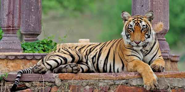 Ranthambore Tiger Tour Package