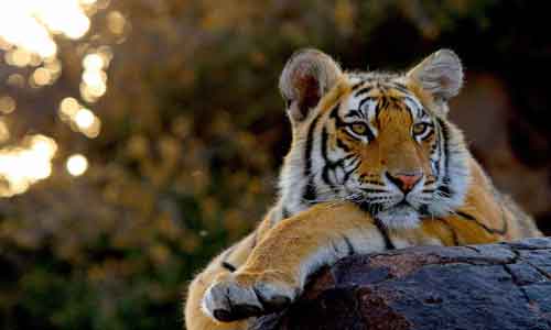 Wildlife India Tours